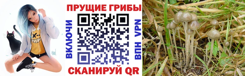 Псилоцибиновые грибы прущие грибы Хадыженск